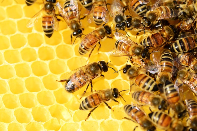 Honey bees in a hive