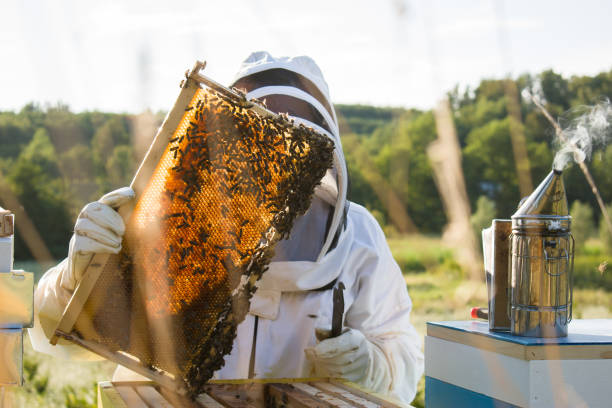 What is the Meaning of an Apiary? The History of Bee Yards