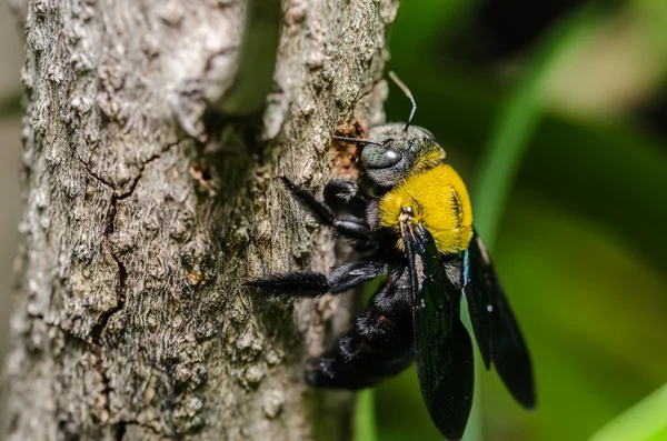 carpenter bee